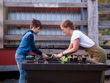 Australia, Melbourne, Woman And Boy (10-11) Working In Community Garden