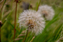 The Beautiful Fluffy Seed Ball Of The Tragopogon Crocifolius, Province Of Overijssel, Close To The City Of Zwolle