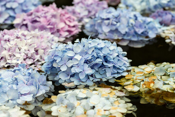 Sticker - Flower head of hydrangea (Hydrangea macrophylla) floated in a pond of Kyuanji temple in Ikeda, Osaka, Japan