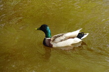 One Single Male Wild Duck With A Bright Green Head And Yellow Beak Swimming In The Pond's Brown Water. Ripple And Waves In The Water Around The Duck. Sunny Summer Or Spring Day.