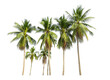 © pornsawan - Coconut palm tree isolated on white background, Palm Tree Against White Background.