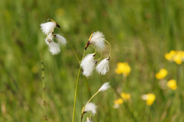 Canvas Print - (Eriophorum latifolium) Linaigrettes à feuilles larges