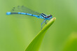 Closeup of a male common blue damselfly