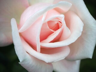 pink rose