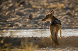 Black backed jackal drinking in waterhole in backlit in Kgalagadi transfrontier park, South Africa ; Specie Canis mesomelas family of Canidae