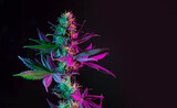 Fototapeta  - Purple green marijuana plant on black background. Colored neon large leaves and buds of cannabis hemp. Hemp bush and empty space for text