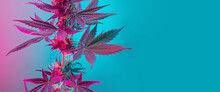 Cannabis Leaves Banner. Cannabis Marijuana Foliage With A Purple Pink Pastel Tint. Large Purple Leafs Of Cannabis Plant On Blue Background. Medicinal Hemp Banner With Empty Place For Text