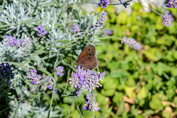 Wall Mural - Farfalla e lavanda