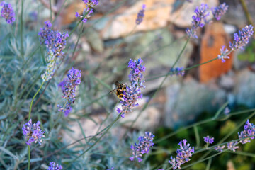 Wall Mural - Vespa tra la lavanda