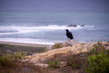 Wall Mural - Buzzard on cliff