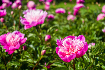 Wall Mural - Beautiful natural background for valentine day, 8 march, and love theme, peony flowers Paeonia lactiflora, close up.