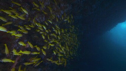 Wall Mural - big shoal of bluestriped snapper fish aka lutjanus kasmira in tropical waters of maldives in shadow 
