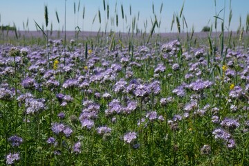 Canvas Print - Field with Phacelia tanacetifolia (acy phacelia, blue tansy or purple tansy), honey plant