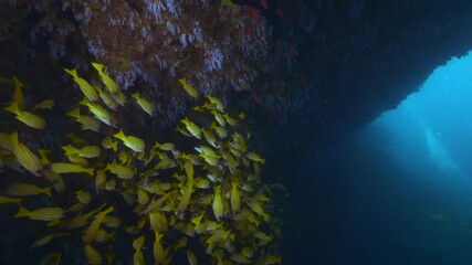 Wall Mural - big shoal of bluestriped snapper fish aka lutjanus kasmira in tropical waters of maldives in shadow 