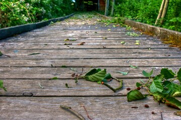 Wall Mural - Passerelle en bois dans une forêt.