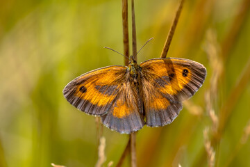 Sticker - Orange Butterfly Gatekeeper resting on grass