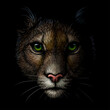 Cougar. Color portrait of a mountain lion on a black background. Digital vector graphics.