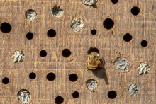 Wild Bee Building Nest In Insect Hotel