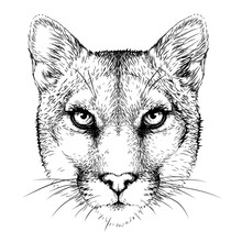 Cougar. Graphic Portrait Of A Mountain Lion On A White Background In A Sketch Style. Digital Vector Graphics. The Background Is A Separate Layer
