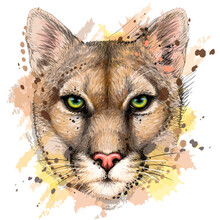 Cougar. Color Portrait Of A Mountain Lion On A White Background In Watercolor Style. Digital Vector Graphics. The Background Is A Separate Layer.