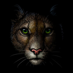 Wall Mural - Cougar. Color portrait of a mountain lion on a black background. Digital vector graphics.