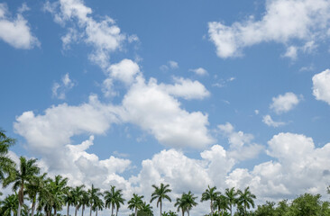 White clouds in a blue sky over a row of plam trees in Southwest Florida USA