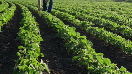 Wall Mural - Farmer or agronomist walking through green soybean field, touching and inspecting plants, agriculture in spring