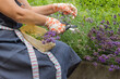 Female hands in gardening gloves hold a pruner and prune a lavender bush. Seasonal gardening. Pruning bushes.