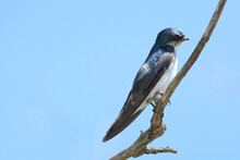 Tree Swallow Bird Or Tachycineta Bicolor Perched On Branch Against Clear Blue Sky