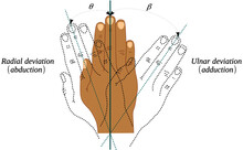 Abduction And Adduction Movements Of The Wrist Joint