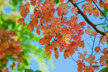 flowers, cassia javanica, java cassia, pink shower, apple blossom tree and rainbow shower tree, fami