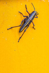 Wall Mural - Grasshopper On A Yellow Background