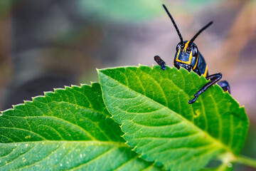 Wall Mural - Grasshopper Crawling Up Leaf Bashful