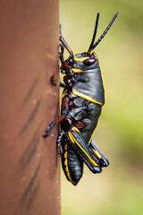 Wall Mural - Side View Of Black and Yellow Grasshopper