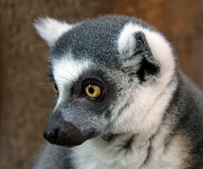 Poster - Closeup shot of a lemur face with blurred background