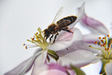 Closeup Shot Of A Bee Pollinating A Purple Flower On A White Background