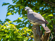 Closeup Shot Of A Common Wood Pigeon Perched On A Branch