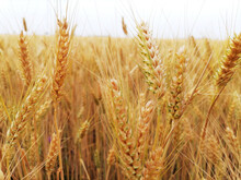 Closeup A Stalks And Ears Of Ripe Golden Wheat. Beginning Of Harvest And Agricultural Works. In The Background A Field Of Grain, Horizon And A Sky