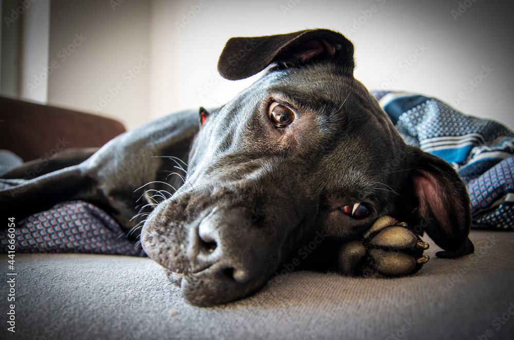 Czarny american staffordshire terrier, leży w łóżku i odpoczywa. - obrazy, fototapety, plakaty 