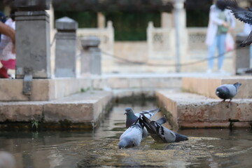 Wall Mural - pigeons on the fountain