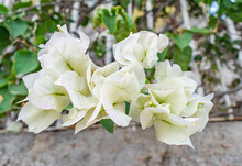 Closeup Shot Of White Bougainvillea Flowers