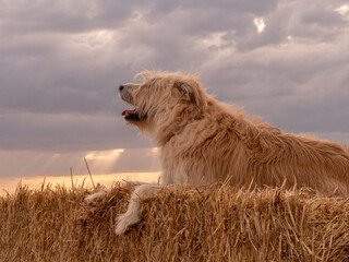 Poster - Cute Maremmano-Abruzzese Sheepdog lying on a haystack in a field