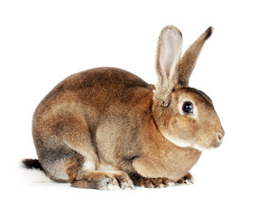 Brown baby bunny isolated on white