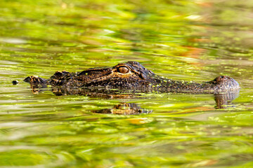 Wall Mural - Alligator Swimming Through Marsh
