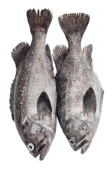 Poster - Fresh Grouper on white background