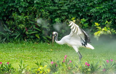  Red crowned crane in green grass