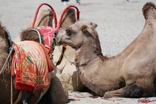Desert Camels Resting On The Sand In Gansu, China