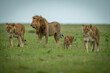 Lionesses and cub pass male on grass