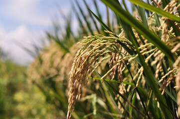 Rice plants that have turned yellow and are ready to be harvested, this rice plant is processed so that it can be consumed through the process of milling this rice plant to become a staple crop for fa