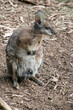the tammar wallaby is a small wallaby with black claws